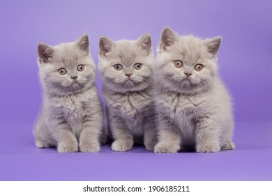 Lilac British Shorthair Cat Hd Stock Images Shutterstock