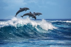 Tre Bellissimi Delfini Che Saltano Sulle Onde Che Si Infrang Paesaggio Della Fauna Selvatica Delle Hawaii Pacifico. Animali Marini In Habitat Naturale.