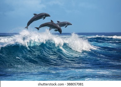 Три красивых дельфина прыгают через ломающиеся волны. Декорации дикой природы Гавайских островов. Морские животные в естественной среде обитания.