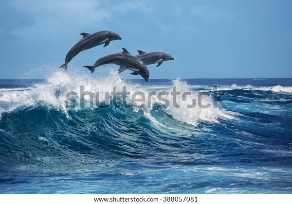 3匹の美しいイルカが波の上を飛び跳びます ハワイ太平洋の野生生物の風景 自然の生息地に生息する海洋動物 の写真素材 今すぐ編集