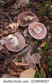 Three beautiful fresh champignons with tender pink lamella on pileus on autumn forest background. Agaric edible mushrooms, close up shot