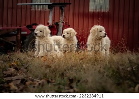 Three beautiful Great Pyrenees farm dog puppies guarding their livestock and farm.