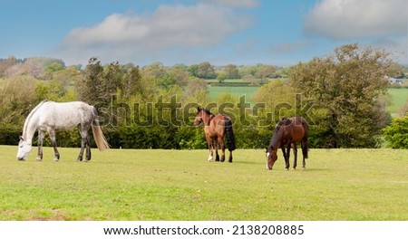 Three beautiful horses graze as a herd in the English countryside, enjoying being together in a tranquil happy place.