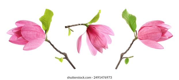 Three beautiful magnolia flowers isolated on white, set - Powered by Shutterstock