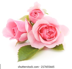 Three beautiful pink roses on a white background 