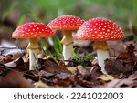 Three beautiful red fly agarics. Fly agaric in line. Fly agarics. Fly agaric in autumn