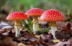 Three Beautiful Red Fly Agarics. Fly Agaric In Line. Fly Agarics. Fly Agaric In Autumn