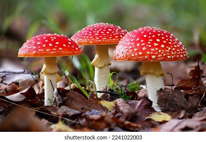 Three beautiful red fly agarics. Fly agaric in line. Fly agarics. Fly agaric in autumn - Shutterstock ID 2241022003