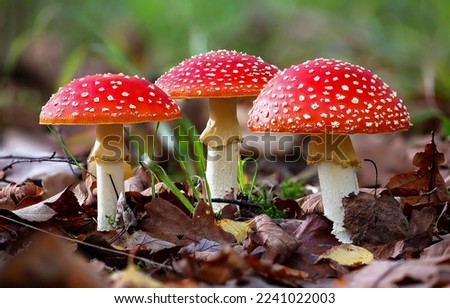 Three beautiful red fly agarics. Fly agaric in line. Fly agarics. Fly agaric in autumn