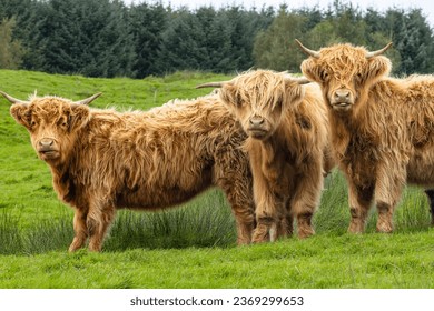 Three beautiful, shaggy Highland cows facing camera, one cow is poking her tongue out, stood in lush green pasture with forest behind.  Yorkshire Dales, UK.  Horizontal.  Copy space - Powered by Shutterstock