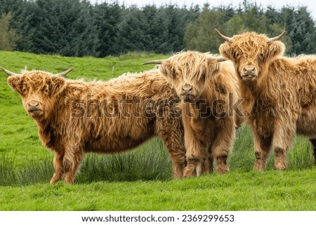 Three beautiful, shaggy Highland cows facing camera, one cow is poking her tongue out, stood in lush green pasture with forest behind.  Yorkshire Dales, UK.  Horizontal.  Copy space