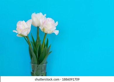 Three Beautiful White Tulips With Green Leaves In Translucent Vase On Blue Background With Copy Space