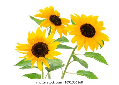 Three beautiful yellow sunflowers isolated on a white background