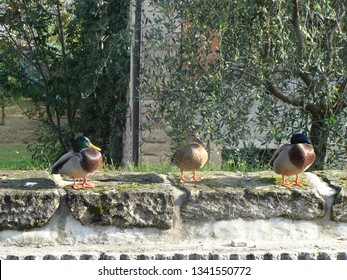 Three Beautifull Ducks With Shining Feathering, Standing On The Stone Wall In Riva Del Garda, Italy.