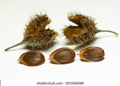 2,893 Beech Fruit Images, Stock Photos & Vectors | Shutterstock