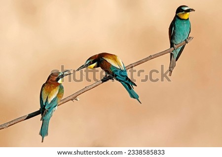 Similar – Three birds perched on a branch