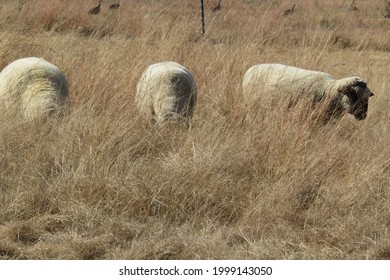 Three Beige Sheep Grazing In A Long Brown Grass Field