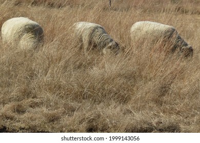 Three Beige Sheep Grazing In A Long Brown Grass Field