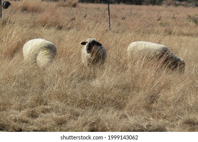 Three Beige Sheep Grazing In A Long Brown Grass Field