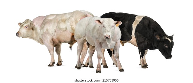 Three Belgian Blue Bulls 