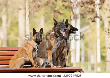 Three Belgian malinois dogs are sitting on a bench