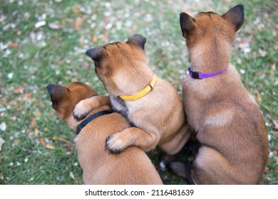 Three Belgian Shepherd Malinois Puppies Together