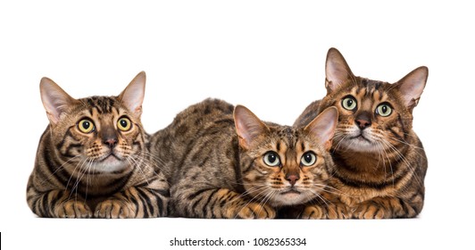 Chats Sur Fond Blanc Stock Photo And Image Collection By Gppets Shutterstock
