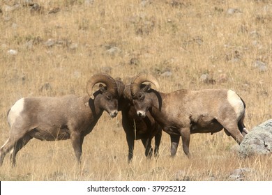 Three Big Horned Sheep Butting Heads