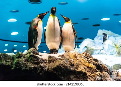 Three Big King penguins in Loro Parque, Tenerife, Canary Islands. Group of cute penguins in zoo. Loro Park is one of the most famous parks in Europe