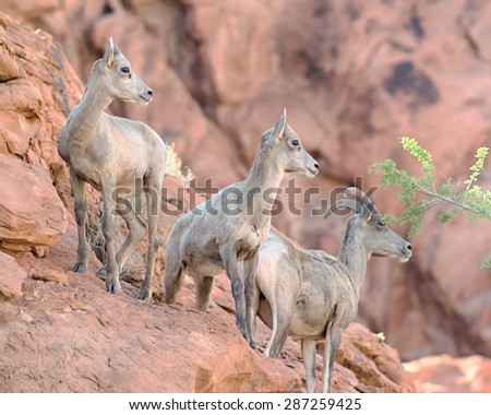 Three bighorn sheep climbing on the rocks in the Valley of Fire State Park, near Las Vegas, Nevada.