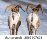 Three bighorn sheep walk along a snowy road in Grand Teton National Park, their curved horns standing out. A striking winter wildlife scene, perfect for nature and conservation themes.