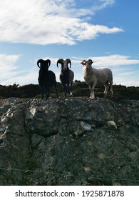 The Three Billy Goats Gruff