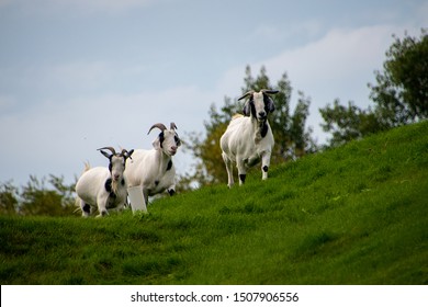 Three Billy Goats Gruff On A Walk