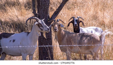 Three Billy Goats Together In The Shade Of A Tree - Seem To Be Socializing