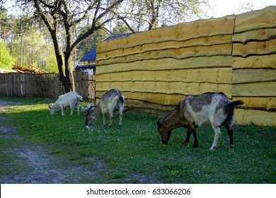 Three Billy Goats With White Brown Grey Wool Eat Green Grass Near Wooden Fence In The Village. Goats Graze And Pinch Grass Near Tree. Village Life City, Sunset In Evening Time Holiday