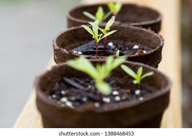 three biodegradable pots with new sprouting marigold plant seedlings