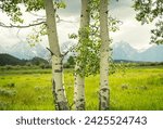 Three birch trees stand before the Grand Tetons 