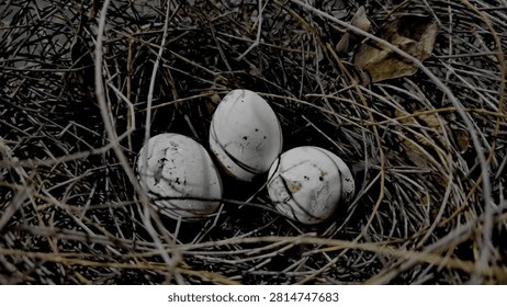 three bird eggs in the nest