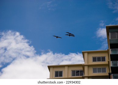 Three Birds