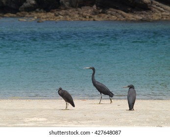 three birds.