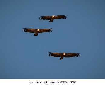 Three Birds In Flight. Griffon Vulture (Gyps Fulvus).