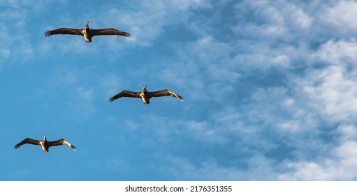 Three Birds In Flight Overhead