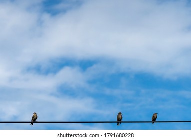 Three Birds On A High Wire.