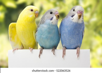 Three Birds Are On A White Background