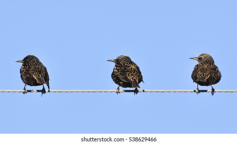 Three Birds On Wire