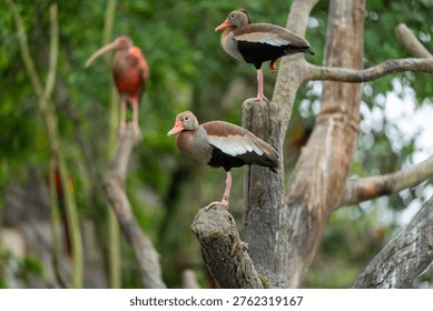 Three birds perch on tree branches. One bird stands on a thick trunk. Another bird balances nearby, alert and still. The third bird stands in the background, slightly blurred