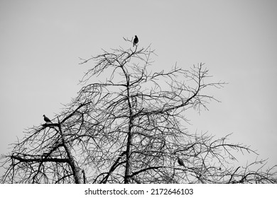 Three Birds Perched in Tree Black and White