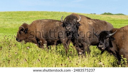 Three bison in the grasslands stare in to the camera. Blue sky and green fields are the background.