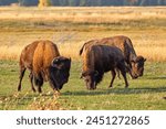 Three bison graze on a fall evening in Grand Teton National Park