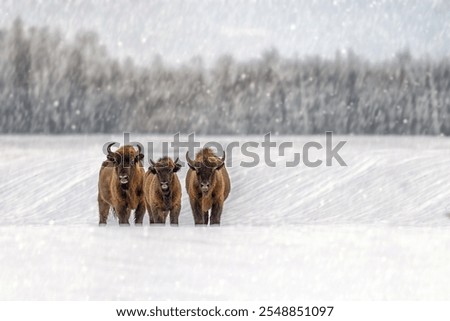 Three bison stand together in deep snow during a winter snowstorm, surrounded by a quiet white landscape and distant trees, showcasing the harshness of winter.
